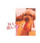 ワンコの写真スタンプ（個別スタンプ：1）