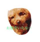 ワンコの写真スタンプ（個別スタンプ：5）