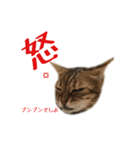 猫猫おもしろスタンプ（個別スタンプ：1）