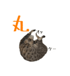 猫猫おもしろスタンプ（個別スタンプ：2）