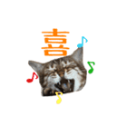 猫猫おもしろスタンプ（個別スタンプ：3）