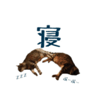 猫猫おもしろスタンプ（個別スタンプ：5）