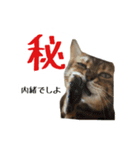 猫猫おもしろスタンプ（個別スタンプ：6）
