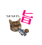 猫猫おもしろスタンプ（個別スタンプ：7）