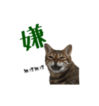 猫猫おもしろスタンプ（個別スタンプ：8）