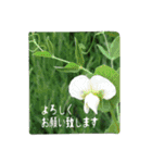 大人の女性が使う   ※花スタンプ※（個別スタンプ：2）