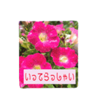 大人の女性が使う   ※花スタンプ※（個別スタンプ：4）
