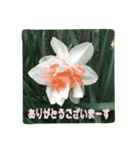 大人の女性が使う   ※花スタンプ※（個別スタンプ：5）