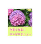 大人の女性が使う   ※花スタンプ※（個別スタンプ：6）