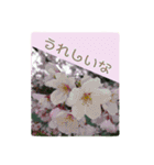 大人の女性が使う   ※花スタンプ※（個別スタンプ：8）