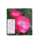 大人の女性が使う   ※花スタンプ※（個別スタンプ：12）