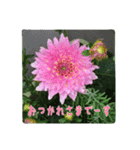 大人の女性が使う   ※花スタンプ※（個別スタンプ：14）