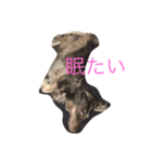 だらだら犬 りん（個別スタンプ：1）