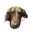 だらだら犬 りん（個別スタンプ：2）