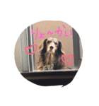 だらだら犬 りん（個別スタンプ：4）