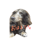 だらだら犬 りん（個別スタンプ：6）