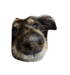 だらだら犬 りん（個別スタンプ：7）
