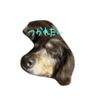 だらだら犬 りん（個別スタンプ：9）