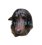 だらだら犬 りん（個別スタンプ：10）