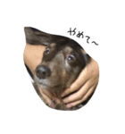 だらだら犬 りん（個別スタンプ：12）