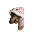 だらだら犬 りん（個別スタンプ：15）