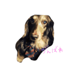 だらだら犬 りん（個別スタンプ：16）