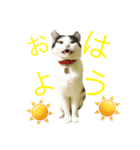 おれおの日常「リアル写真」（個別スタンプ：3）