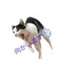 おれおの日常「リアル写真」（個別スタンプ：4）
