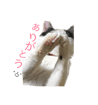 おれおの日常「リアル写真」（個別スタンプ：8）
