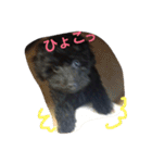 トイプーのララスタンプ（個別スタンプ：2）