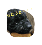 トイプーのララスタンプ（個別スタンプ：4）
