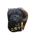 トイプーのララスタンプ（個別スタンプ：5）