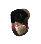 トイプーのララスタンプ（個別スタンプ：8）