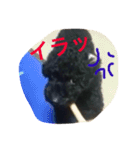 トイプーのララスタンプ（個別スタンプ：10）