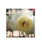 薔薇の花♡Iceberg_挨拶メッセージ（個別スタンプ：2）