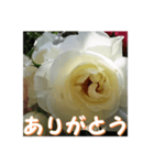 薔薇の花♡Iceberg_挨拶メッセージ（個別スタンプ：3）