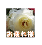 薔薇の花♡Iceberg_挨拶メッセージ（個別スタンプ：4）