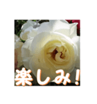 薔薇の花♡Iceberg_挨拶メッセージ（個別スタンプ：7）