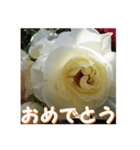 薔薇の花♡Iceberg_挨拶メッセージ（個別スタンプ：8）