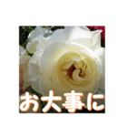薔薇の花♡Iceberg_挨拶メッセージ（個別スタンプ：10）