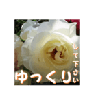 薔薇の花♡Iceberg_挨拶メッセージ（個別スタンプ：12）