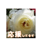 薔薇の花♡Iceberg_挨拶メッセージ（個別スタンプ：14）