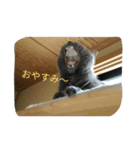 おすまし猫 2（個別スタンプ：1）