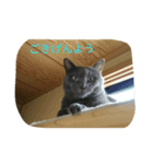 おすまし猫 2（個別スタンプ：3）