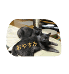 おすまし猫 2（個別スタンプ：4）