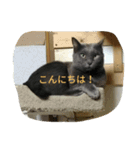 おすまし猫 2（個別スタンプ：5）