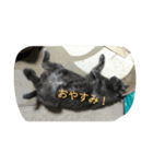 おすまし猫 2（個別スタンプ：7）
