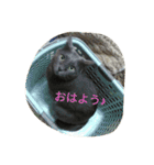 おすまし猫 2（個別スタンプ：8）