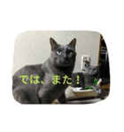 おすまし猫 2（個別スタンプ：10）