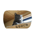 おすまし猫 2（個別スタンプ：11）